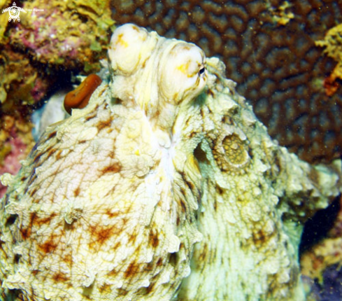 A Octupus