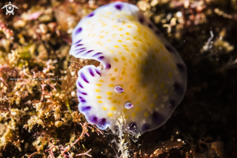 A Goniobranchus aureopurpureus | Nudi