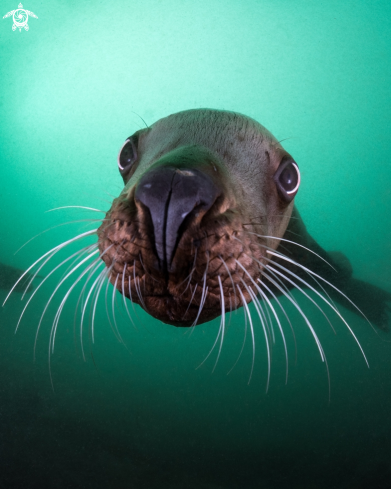 A Eumetopias jubatus | Steller Sea Lion