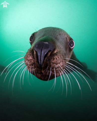 Steller Sea Lion