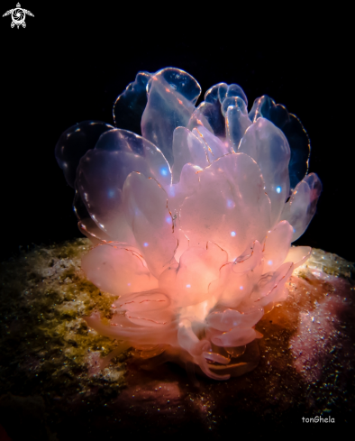 A Cyerce elegans (Pink) | Nudibranch