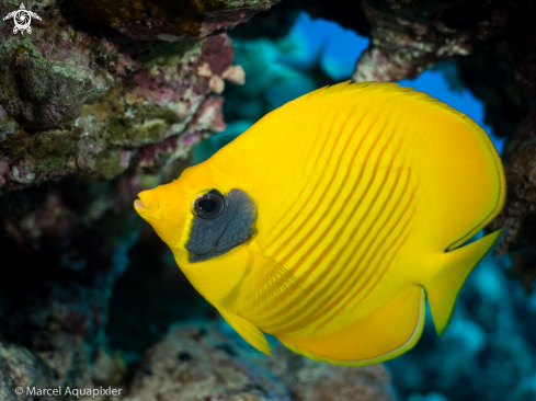 A Masked Butterflyfish