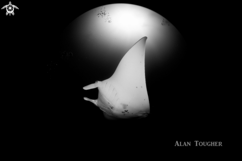 A Manta ray