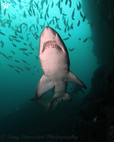 A Carcharias taurus | Grey nurse shark