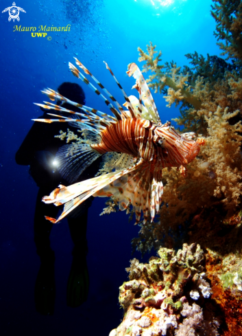 A Pterois volitans | 