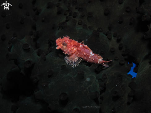 A Antennariidae | Frogfish