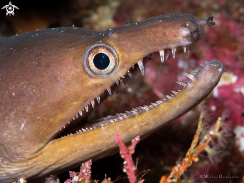 A Hookjaw moray