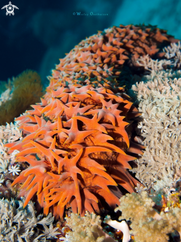 A Armoured sea cucumber