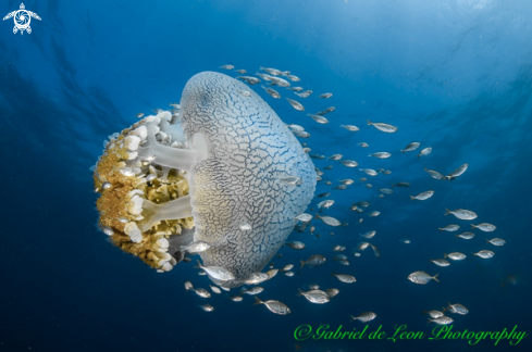 A Pelagic Jelly Fish