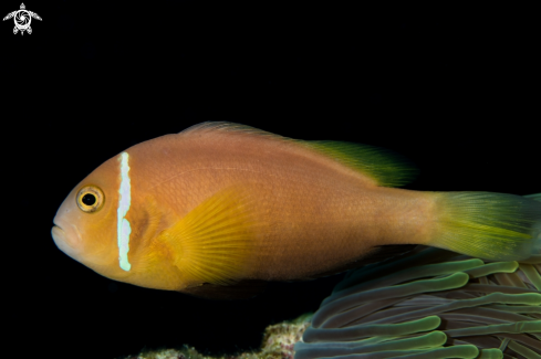 A Amphiprion nigripes | Maledives Anemonefish