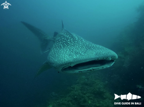 A Rhincodon typus | Whale shark