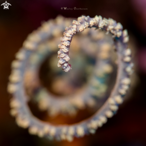 A Cirrhipathes spiralis | Whip coral