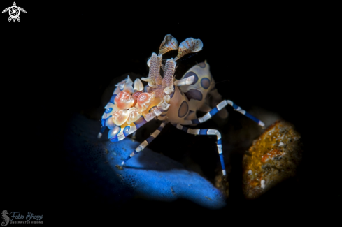 A Harlequin shrimp