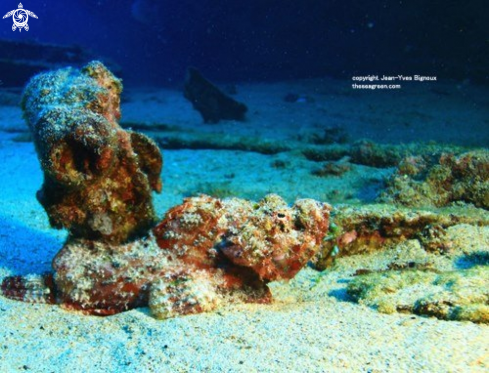 A Scorpionfish