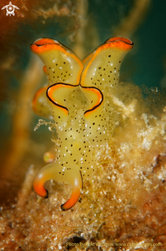 A Nudibranche, Saftschnecke