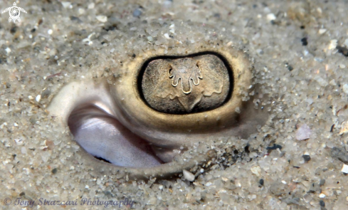 A Common stingaree