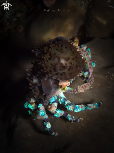 A Cyclocoeloma tuberculata | Corallimorph Decorator Crab