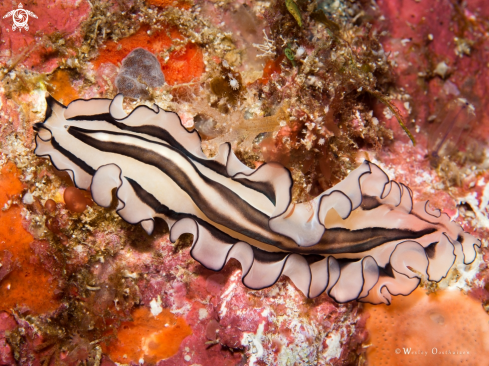 A Pseudobiceros cf. gratus | Polyclad flatworm