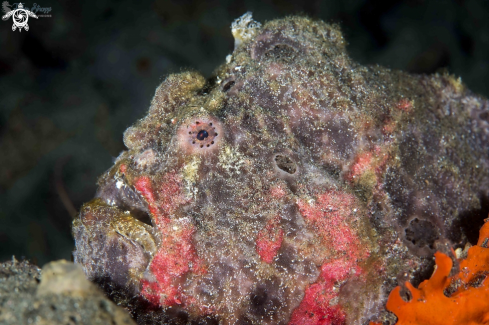 A Frogfish 