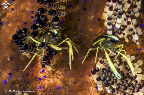 A Urchin crab