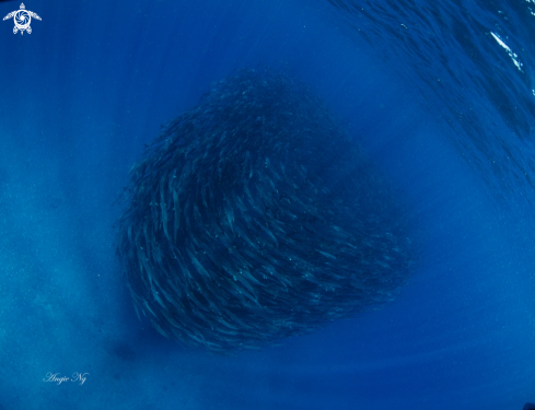 A Barracudas