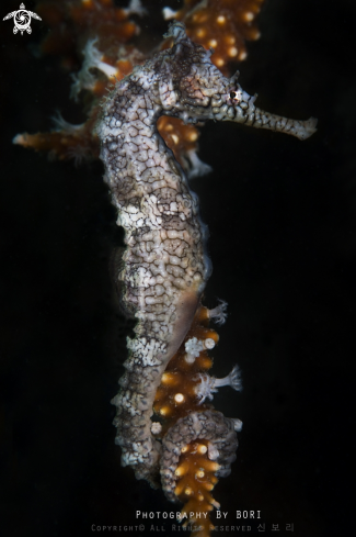 A Western Australian Seahorse  