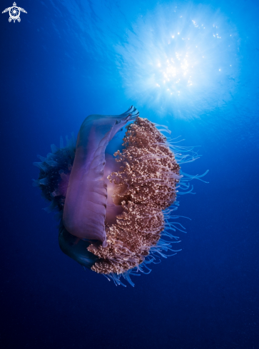 A Jelly fish | Jelly fish