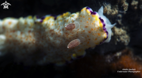 A Nudibranch Senses