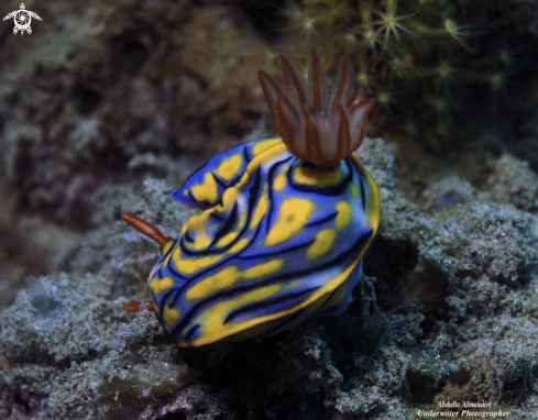 A Nudibranch