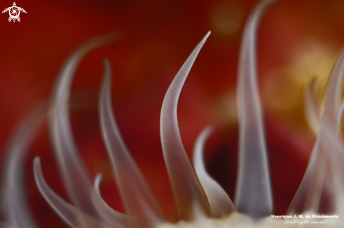 A Actinothoe sphyrodeta. | anemone