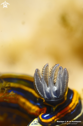 A Nudibranch