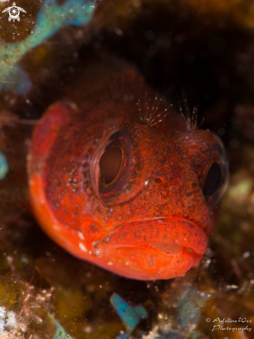 A Blenny