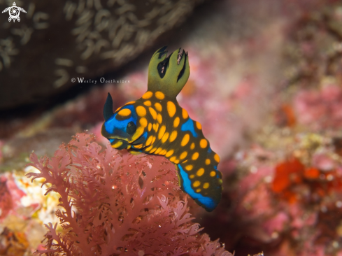 A Nudibranch