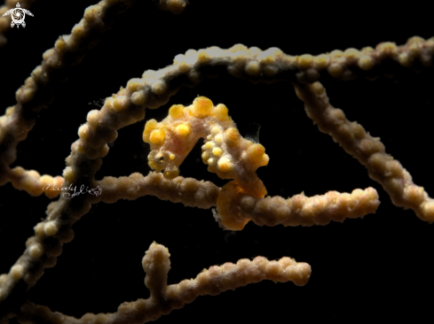 A Pygmy seahorse 