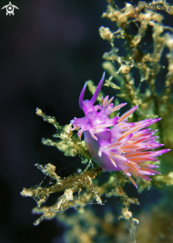 A Flabellina affinis