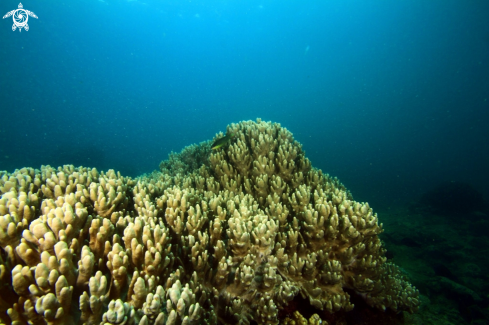 A Soft Coral formation at depth of 25 metres,Pointe Aux Cannoniers,Mauritius