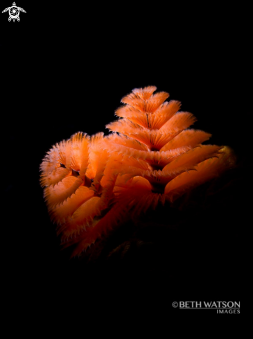 A Christmas Tree Worm