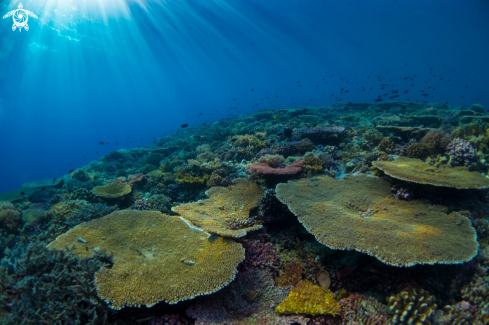 A Tubbataha Reef