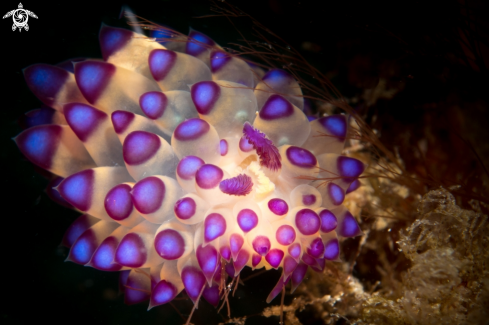 A Nudibranch