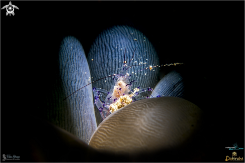 A Bubble coral shrimp