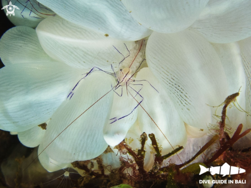 A bubble coral shrimp