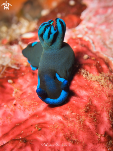 A Morose nudibranch