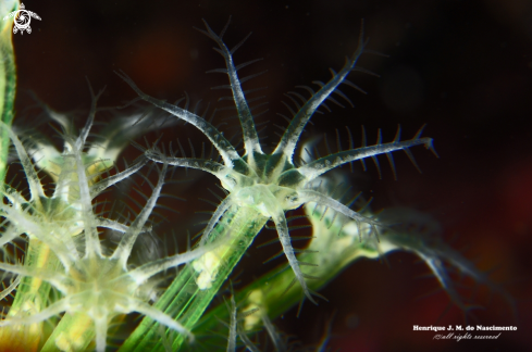 A Alcyonium glomeratum | soft coral