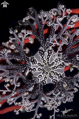 A Basket Star