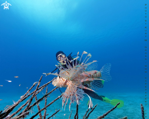 A Lion Fish