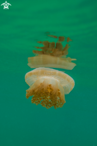 A Jelly fish