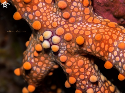 A Nardoa frianti | Nodular Sea Star/Friant's Seastar