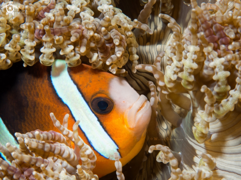 A Amphiprion chrysopterus | Orange-fin anemonefish
