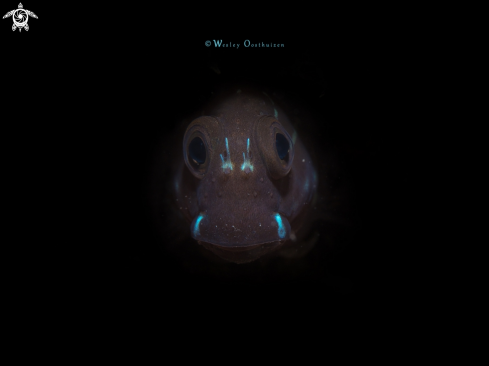 A Black Combtooth Blenny