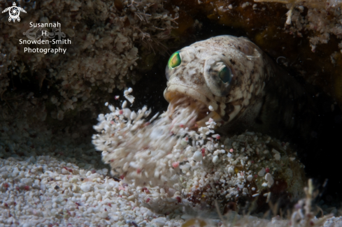 A Opistognathus macrognathus | Banded Jawfish